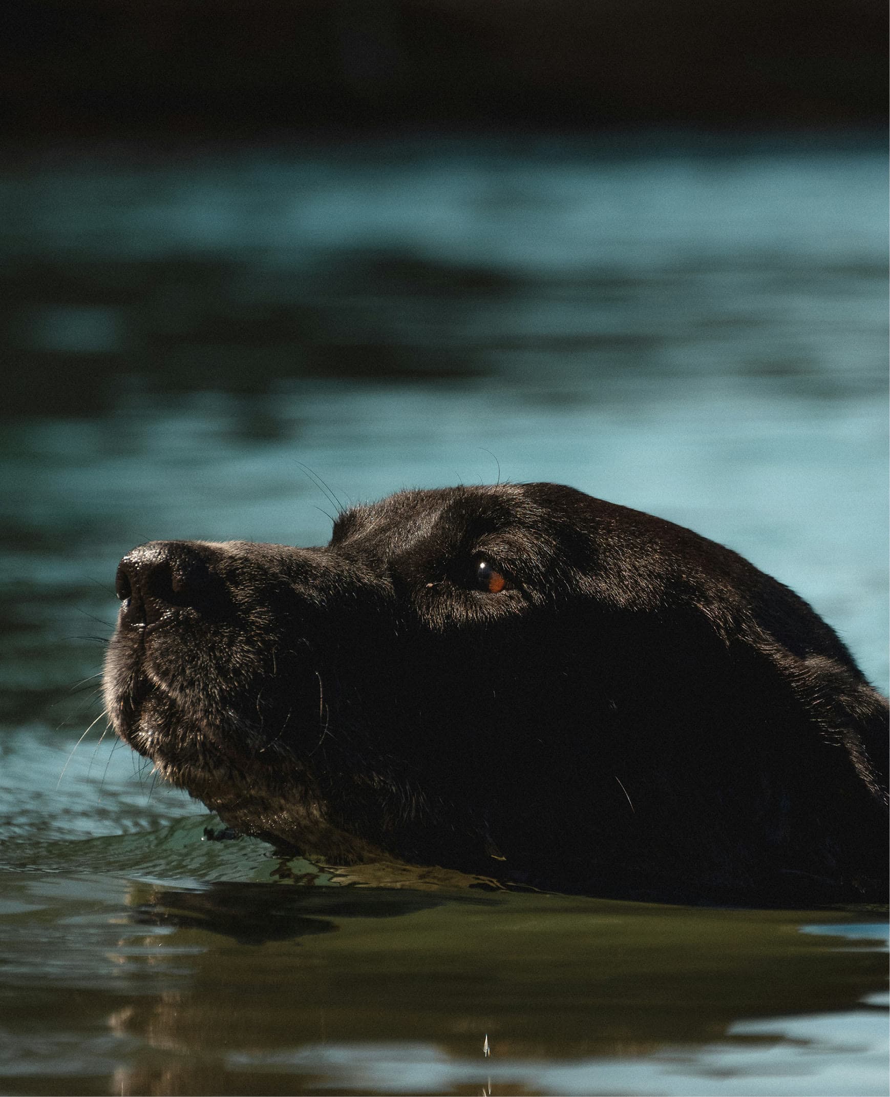 Schwarzer Hund schwimmt durch türkis schimmerndes Wasser