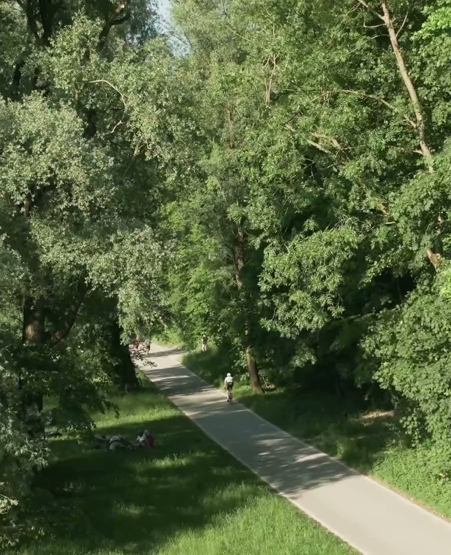 Uferweg entlang der Isar, gesäumt von hohen Laubbäumen